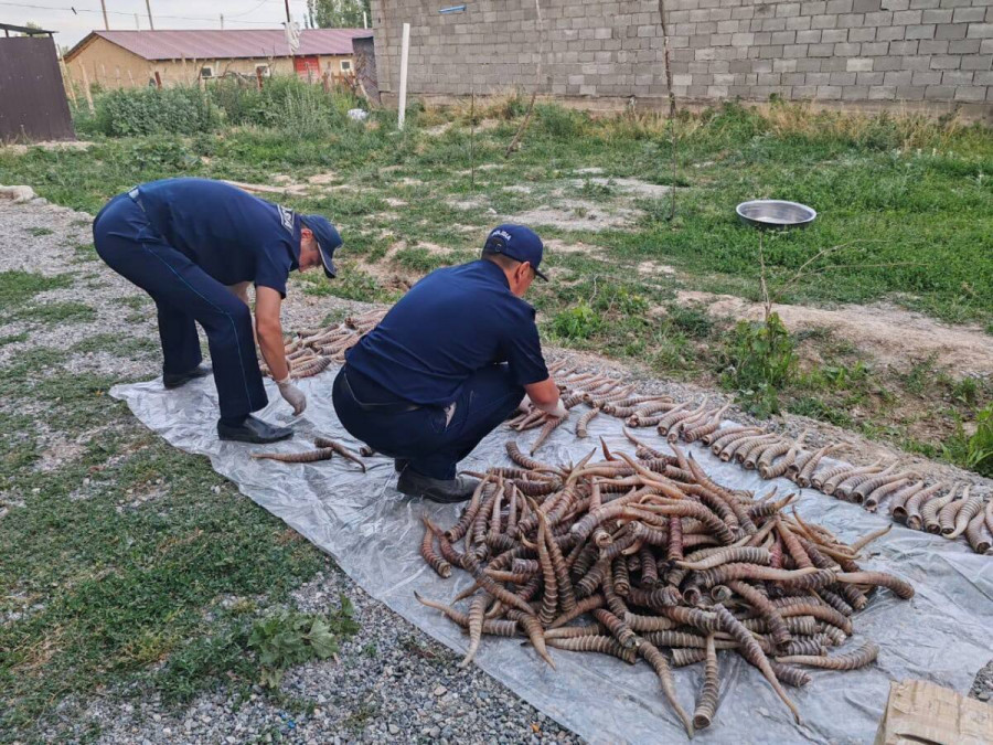 Үйінің шатырына жасырған: Жетісу облысында құны 1 млрд теңге болатын ақбөкен мүйізі табылды