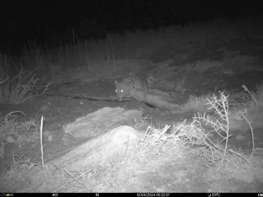 Үстірт қорығында сирек кездесетін ала барыс фототұзаққа түсіп қалды