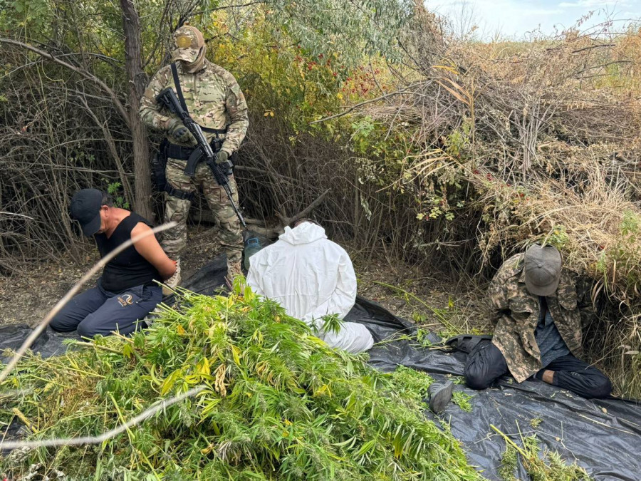 Қалың бұталардың ортасында есірткі өсірген үш ақтөбелік ұсталды