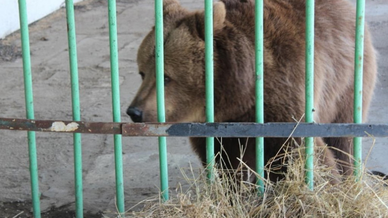 Қостанайда аю балаға шапты: демалыс базасының иесі 18,5 миллион теңге өтейді