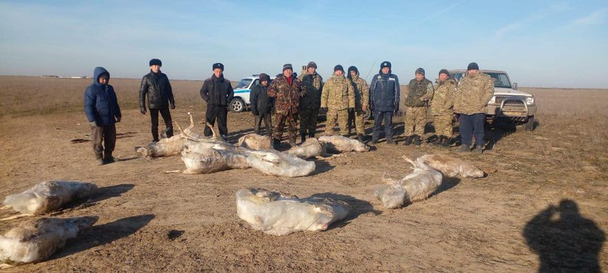 БҚО-да өзендегі мұзда 20-ға жуық киіктің қатып қалған өлігі табылды