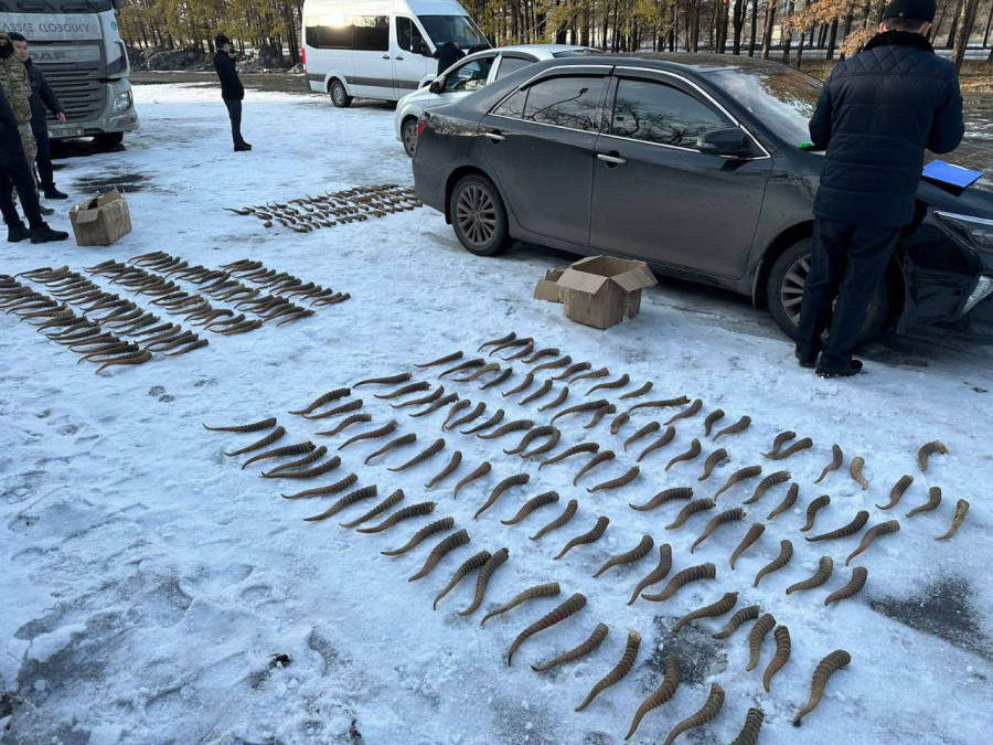 Талдықорғанда ақбөкен мүйізін сатуға тырысқан төрт тұрғын ұсталды 