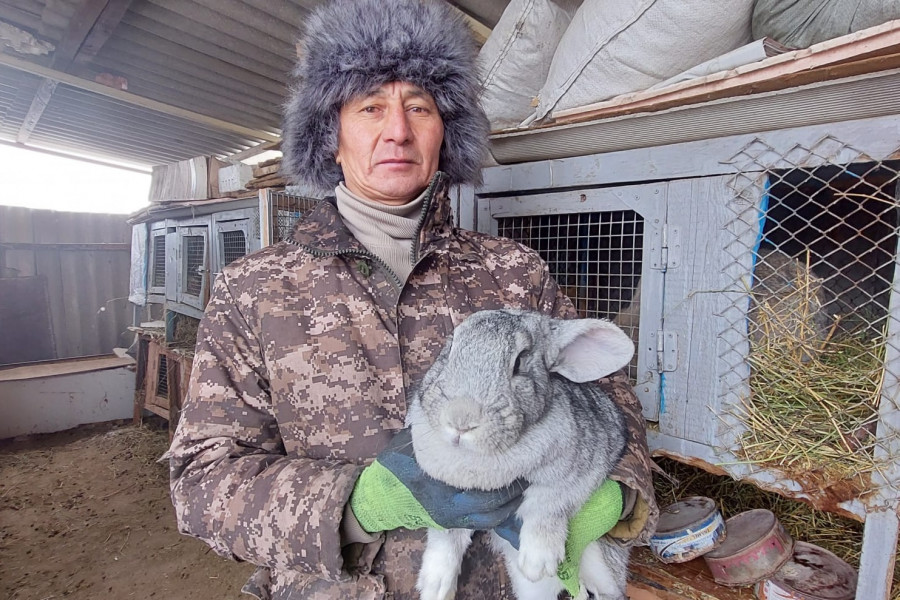 "Өсімтал болуды өзім үйретіп жүрмін": Он жылдан бері қоян шаруашылығын дөңгелетіп жүрген 7 балалы әке