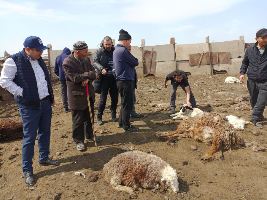 Павлодар облысында малға шапқан қандай жыртқыш екені белгілі болды