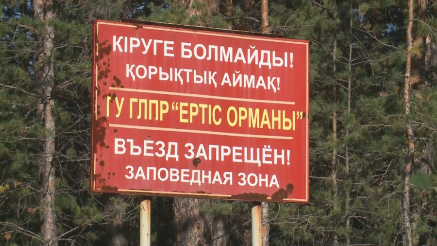 Павлодардағы "Ертіс орманы" резерваты өртке дайын ба?